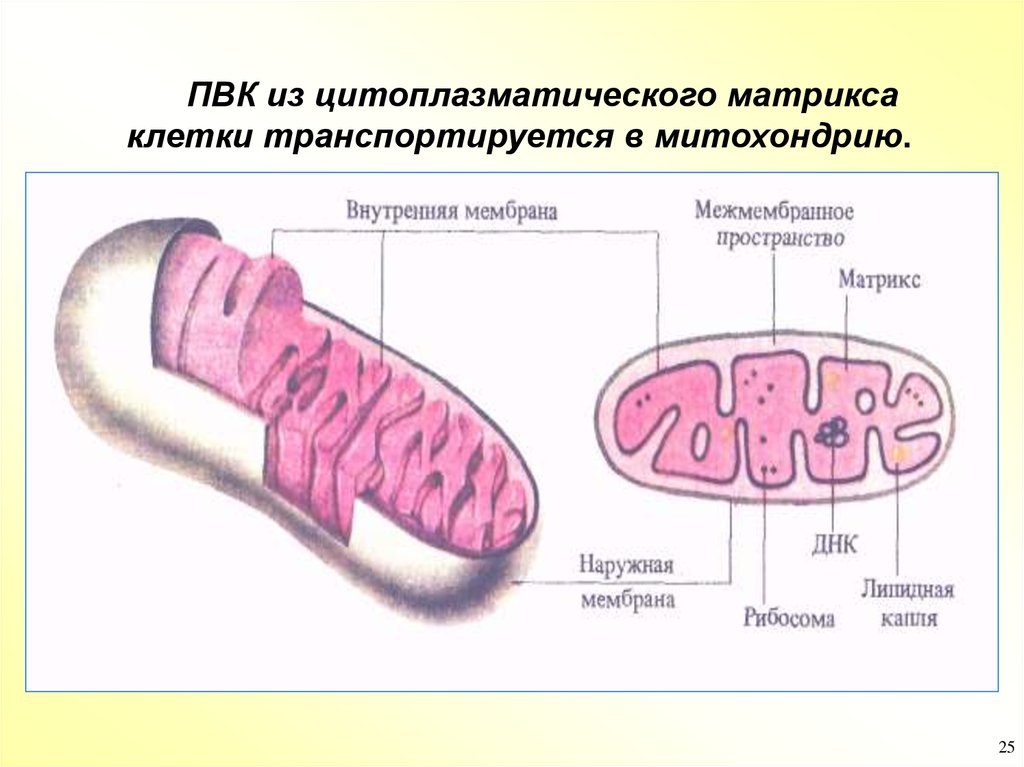 Клеточное дыхание рисунок егэ