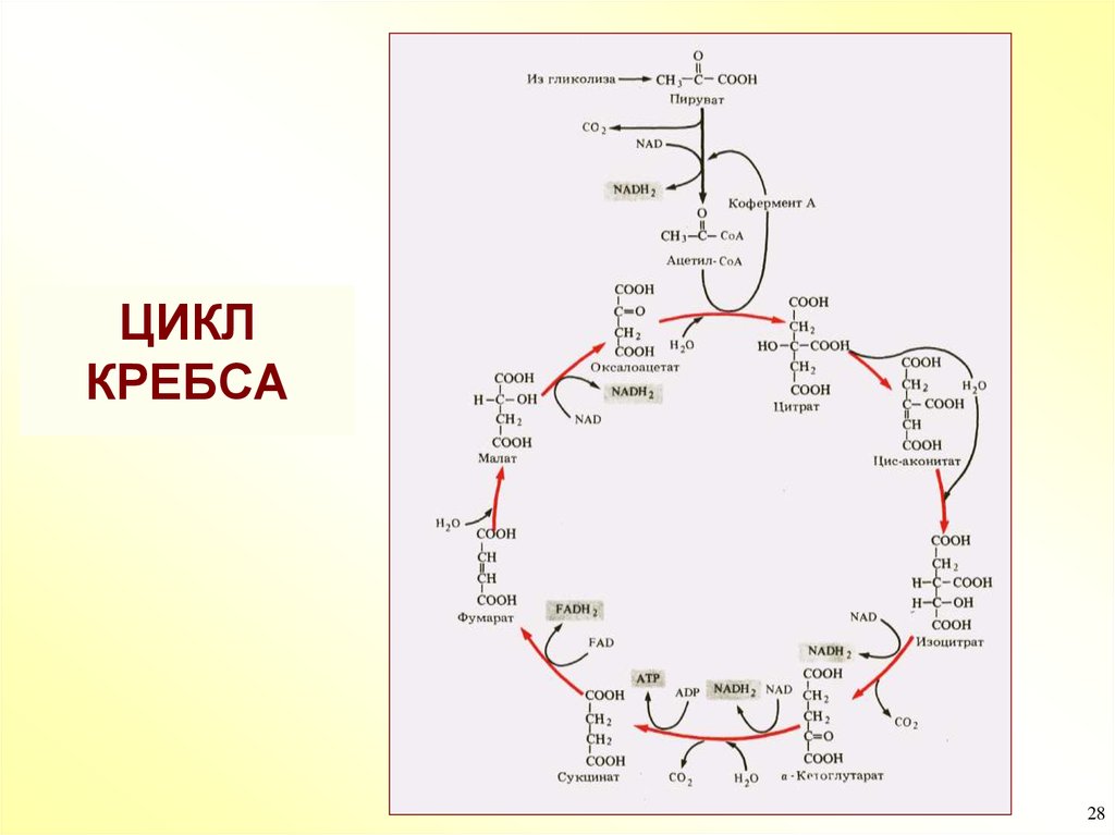 Нарисовать цикл кребса