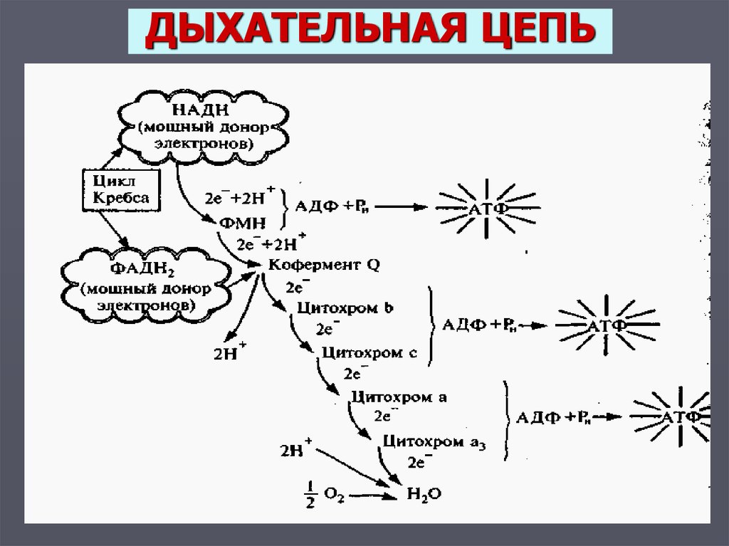 Схема полной дыхательной цепи