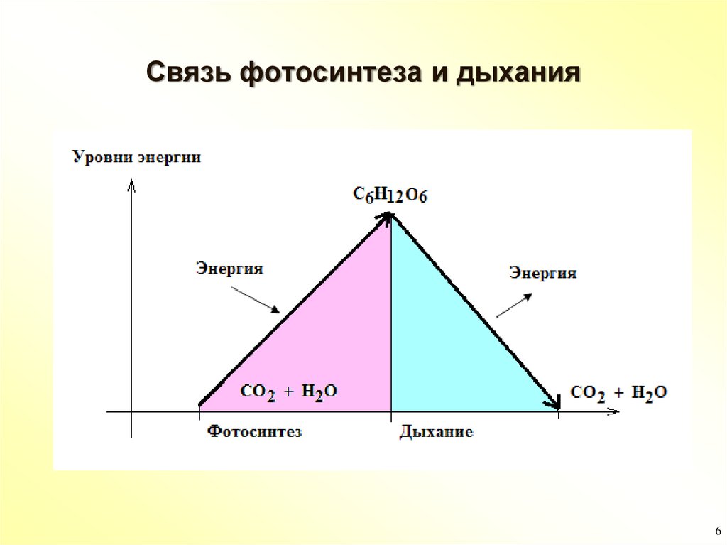 Дыхание уровень организации