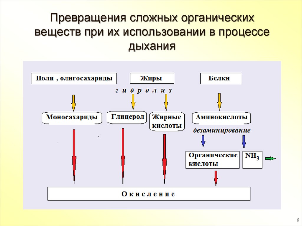 Этапы органического окисления