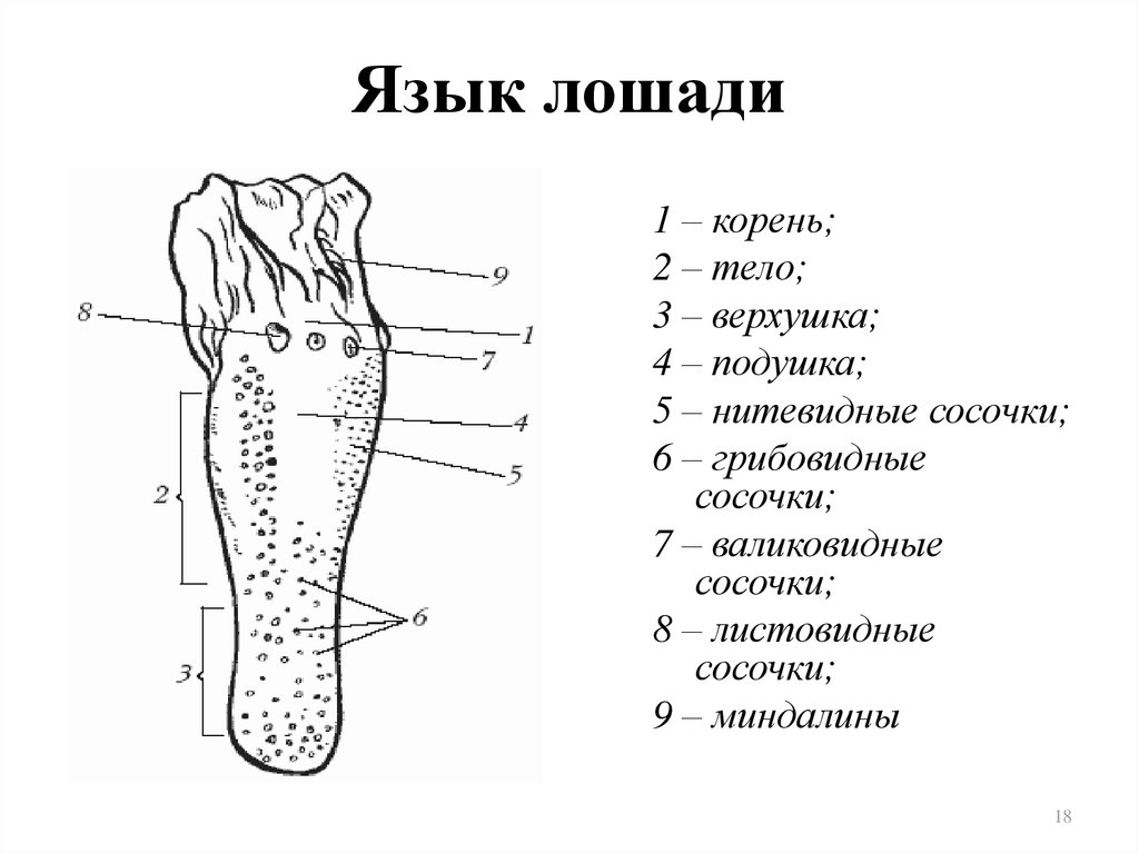 Где находится корень языка у собаки фото