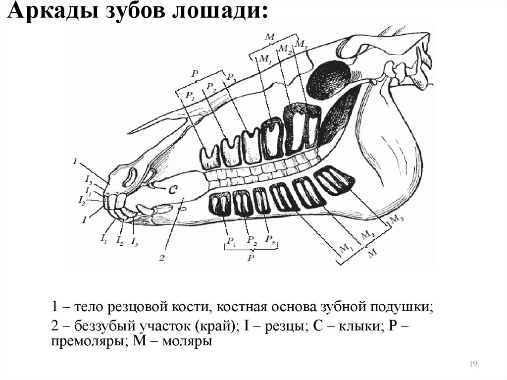 Строение челюсти коровы картинка