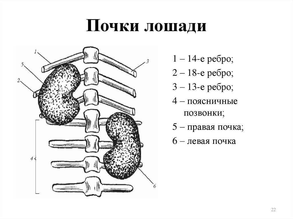 Правая почка. Почки лошади анатомия. Почки КРС анатомия расположение. Топография почек КРС. Строение почки КРС.