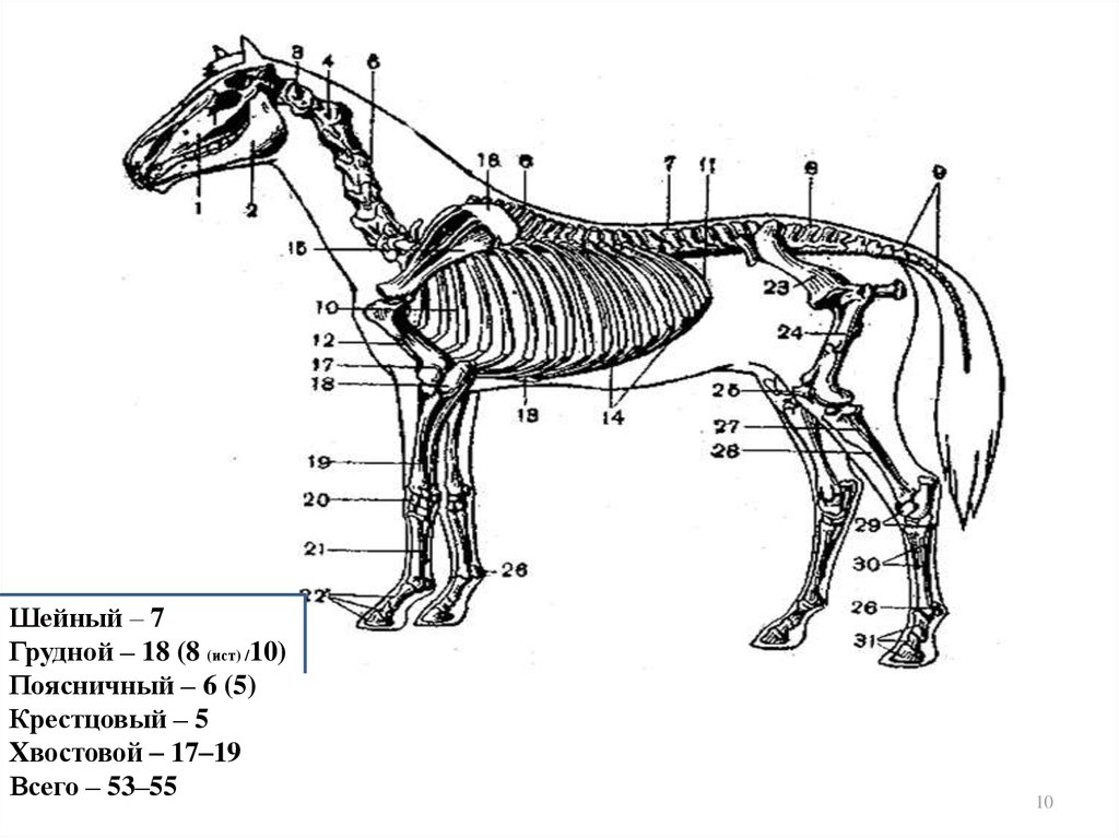 Запястье лошади. Непарнокопытные строение конечностей. Непарнокопытные строение копыта. Внутренняя анатомия непарнокопытных. Строение ноги непарнокопытных.