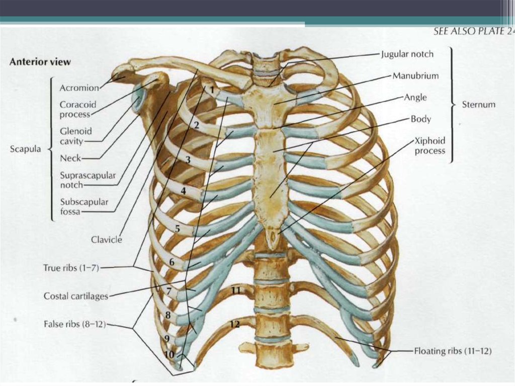 Нижние края ребер. Грудная клетка анатомия 10 ребро. Кости грудной клетки человека анатомия. Скелет грудной клетки вид спереди. Строение грудной клетки спереди.