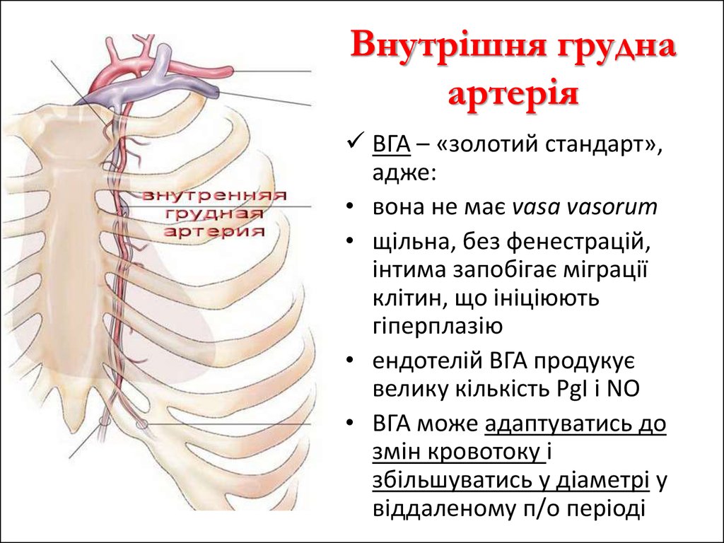 Внутрішня грудна артерія