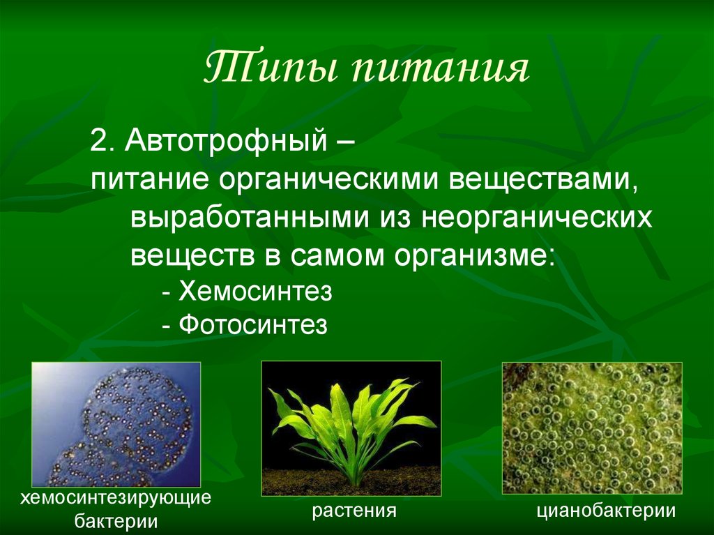 Организмы способные к фотосинтезу называют. Типы питания автотрофный растения, цианобактерии. Цианобактерии Тип питания. Автотрофный Тип питания. Автотрофный Тип питания типы.