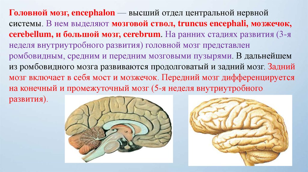 Какие отделы выделяют в головном мозге. Головной мозг Encephalon. Конечный мозг. Центральный отдел конечного мозга. Конечный мозг расположение.