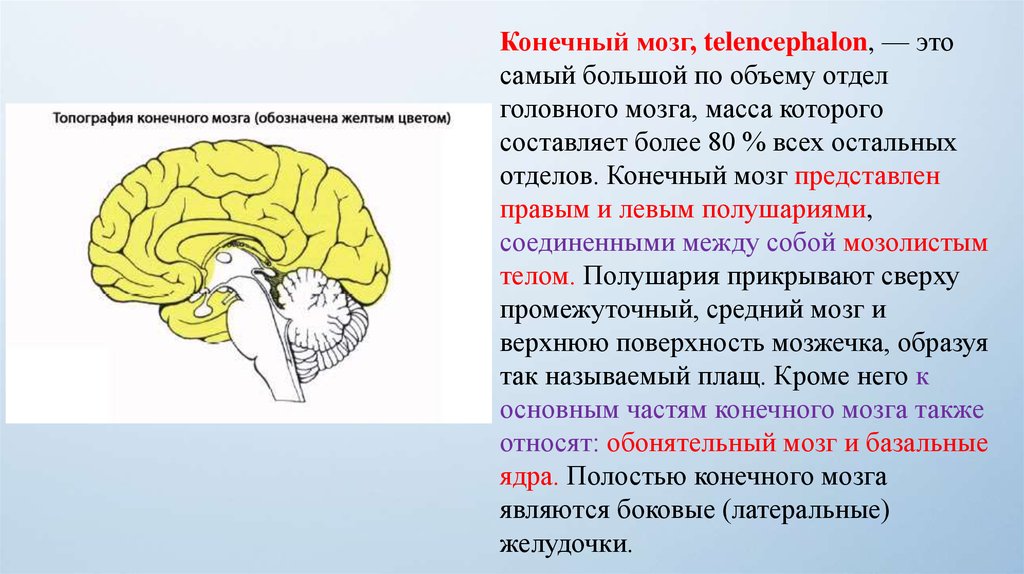 Самый маленький отдел головного мозга. Конечный мозг внешнее и внутреннее строение. Строение и функции отделов головного мозга конечный мозг. Анатомическое строение конечного мозга.. Мозг строение конечный мозг.