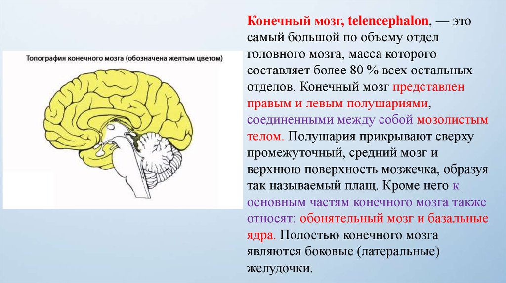 Чаще всего в головной мозг. Отделы головного мозга конечный мозг. Мозг строение конечный мозг. Конечной мозг функции анатомия. Функции конечного мозга головного мозга.