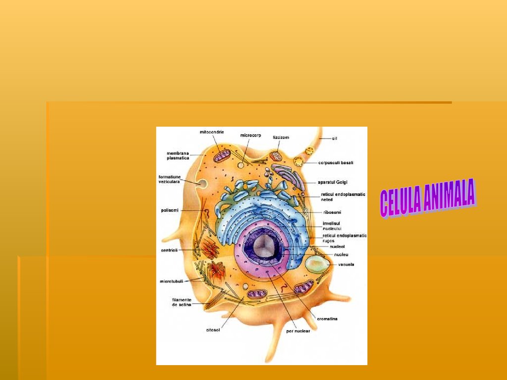 Celula animala - презентация онлайн