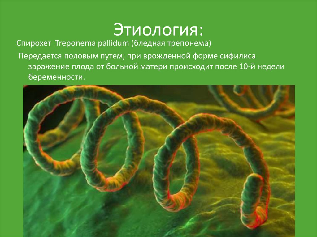 Treponema pallidum что это. Бледная трепонема (Treponema pallidum). Бледная трепонема форма бактерий. Бледная спирохета это возбудитель. Treponema pallidum форма.