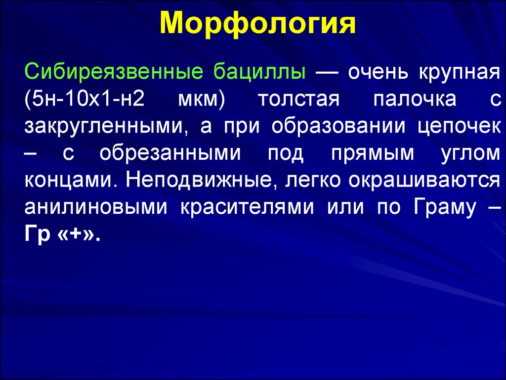 Неподвижного легкого. Морфология сибиреязвенной бациллы. Морфология текста. Морфология ру. Антропозоонозные инфекции.