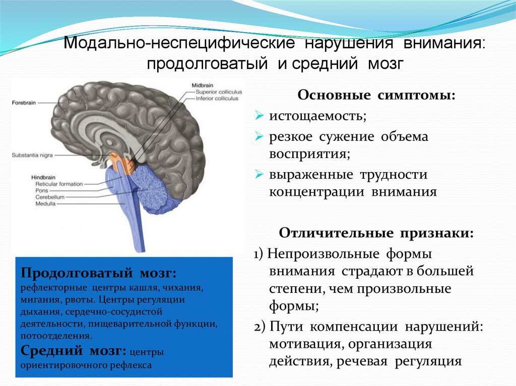 Типы строения головного мозга. Модально-неспецифические нарушения внимания в нейропсихологии. Нарушение функций среднего мозга. Нарушение структуры мозга. Форма среднего мозга.