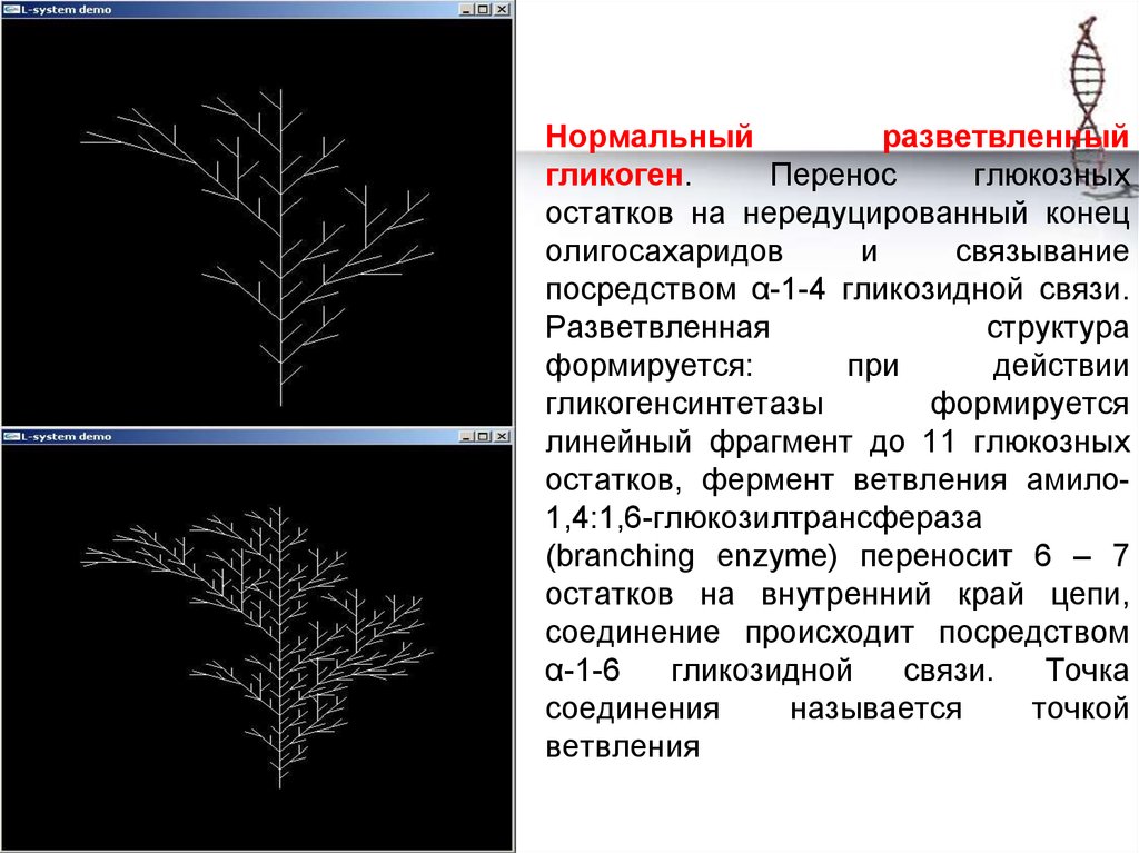 Схема ветвление и де ветвление гликогена