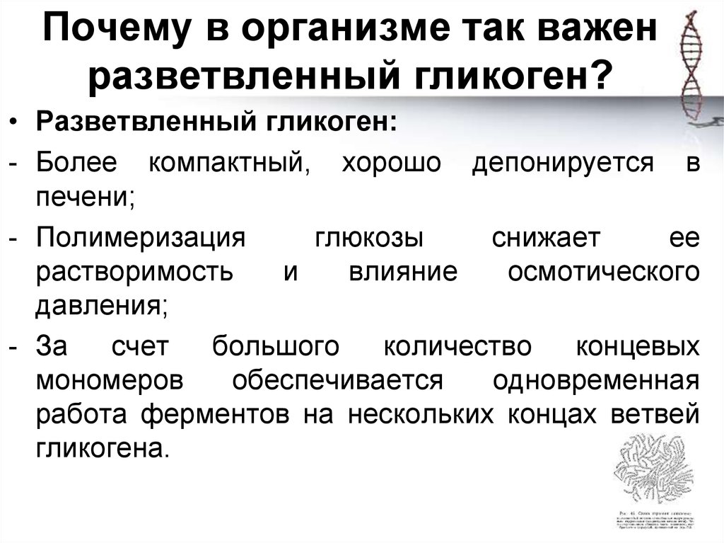 Почему в организме так важен разветвленный гликоген?