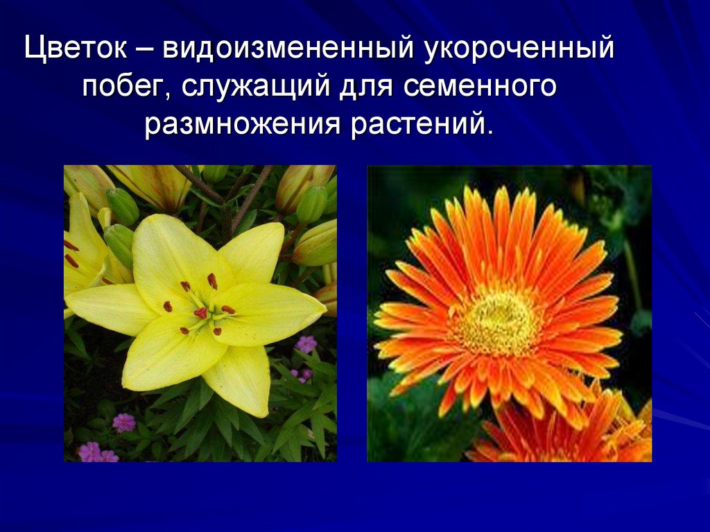 Что цветок является видоизмененным укороченным побегом. Видоизменения цветов. Видоизменённый цветок. Цветок это видоизмененный. Видоизменения укороченный поббег.