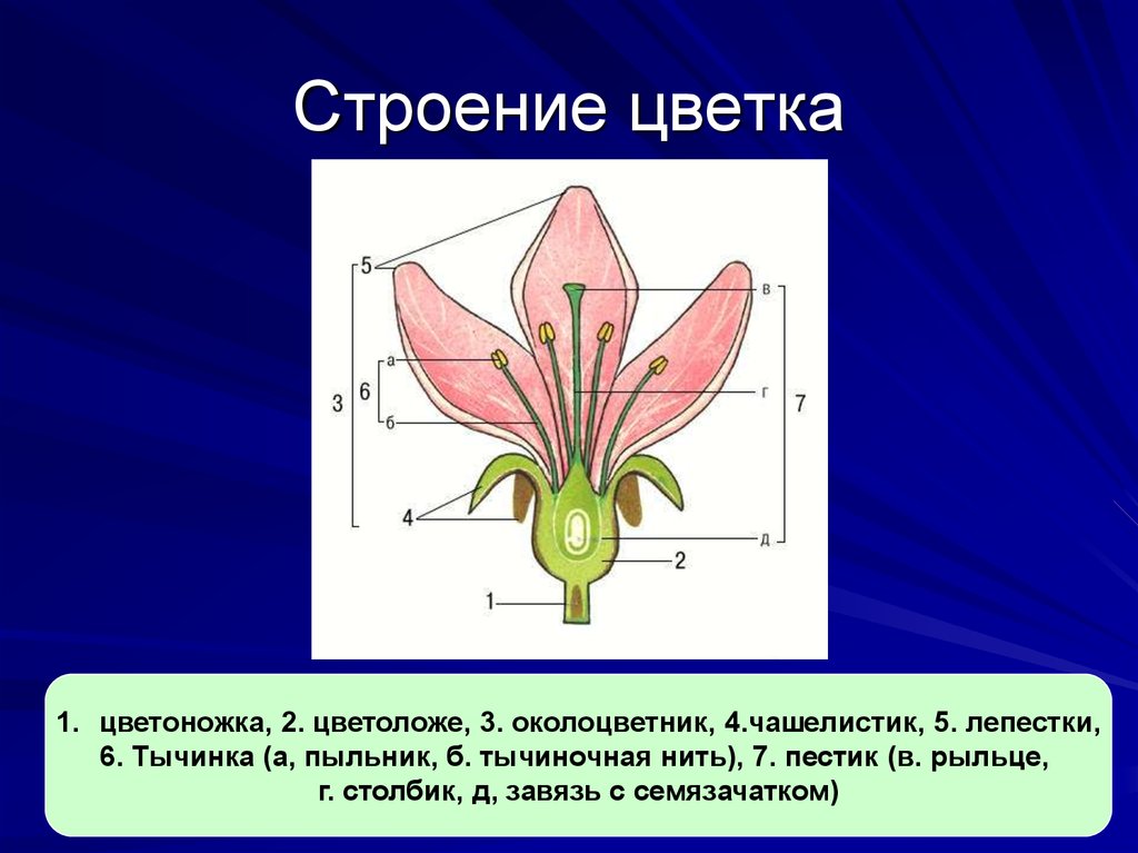 Цветок чашелистик пыльник завязь