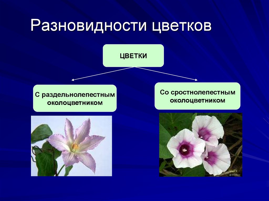 Тема виды цветов. СПАЙНОЛЕПЕСТНЫЙ околоцветник. Сростнолистный околоцветник. Многообразие цветков околоцветник. Околоцветник оаздельнлдепестной.