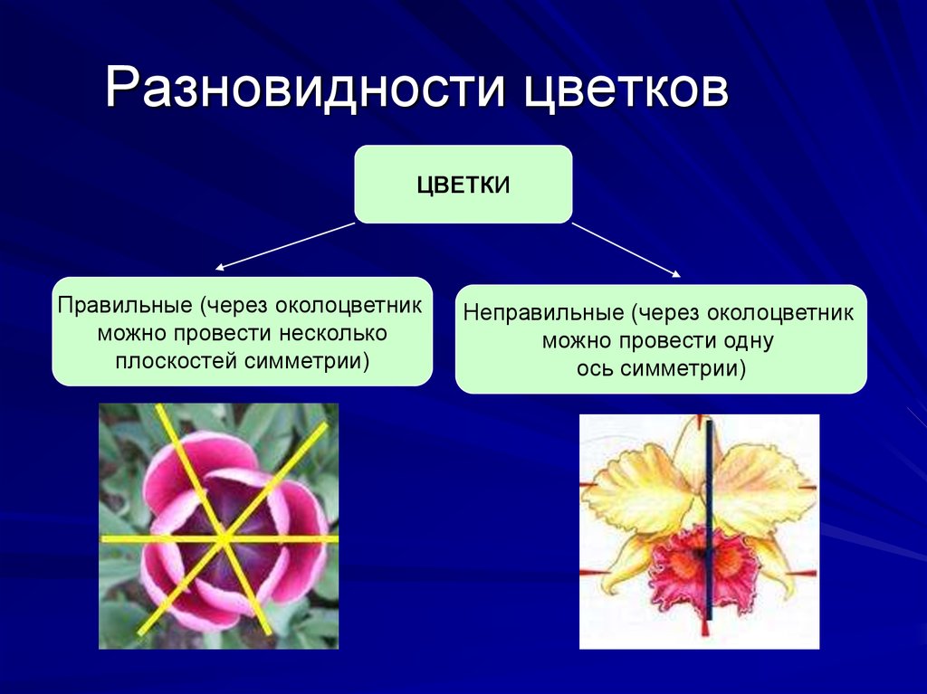 Через тело можно провести одну плоскость симметрии. Правильные и неправильные цветки. Неправильный околоцветник. Виды симметрии цветов. Типы симметрии цветка.