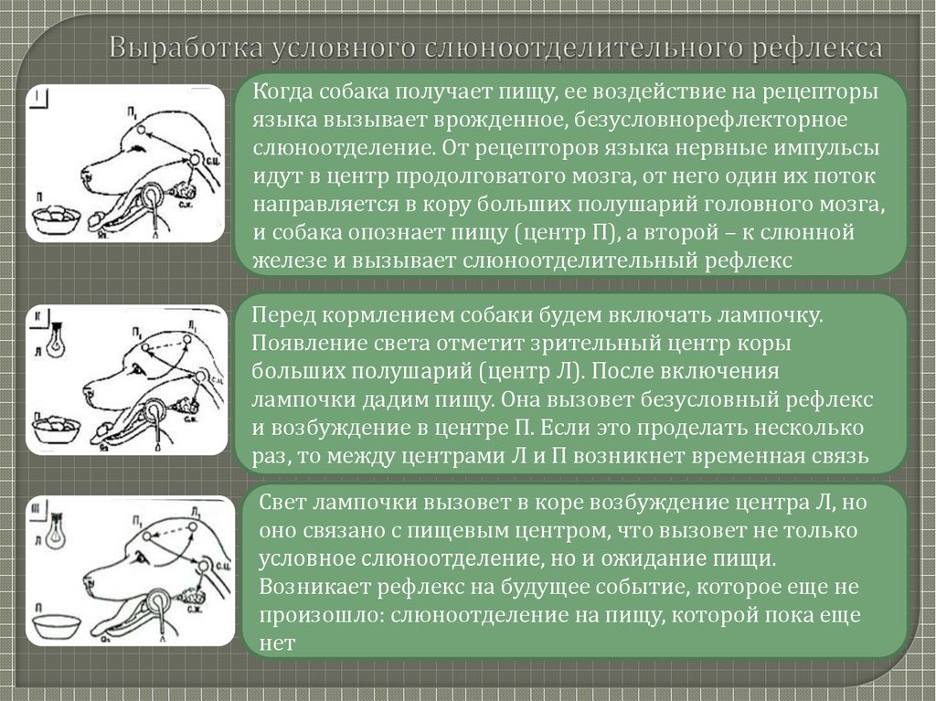 Механизм формирования условного рефлекса схема