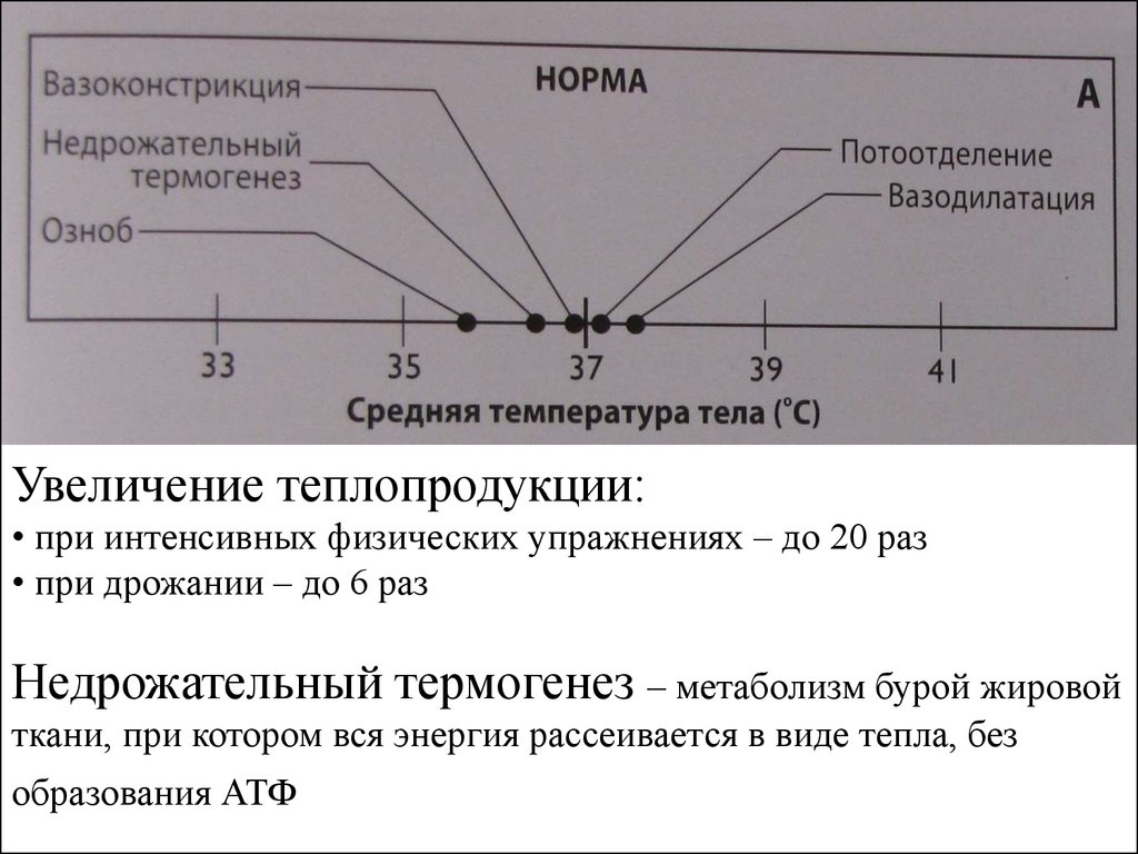 Терморегуляция организма презентация онлайн 4234