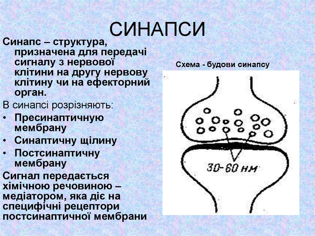 Схема синапса с обозначениями