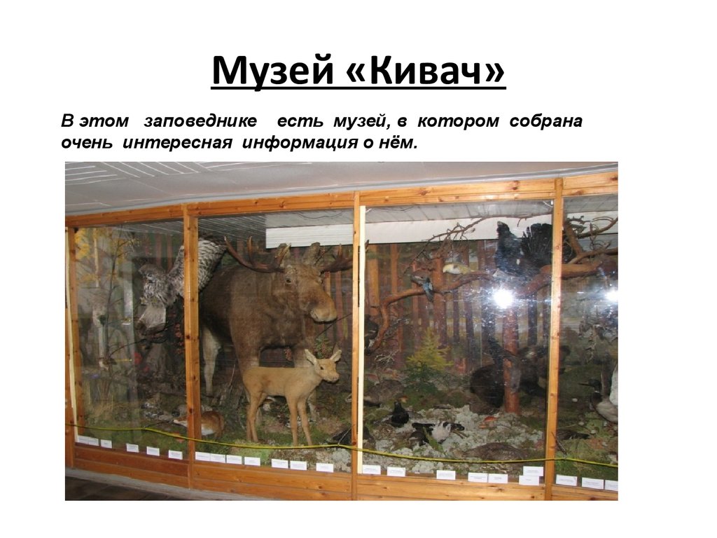 Кивач музей
