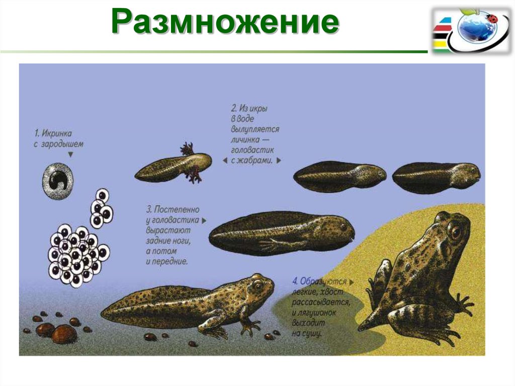 Земноводные презентация пименов