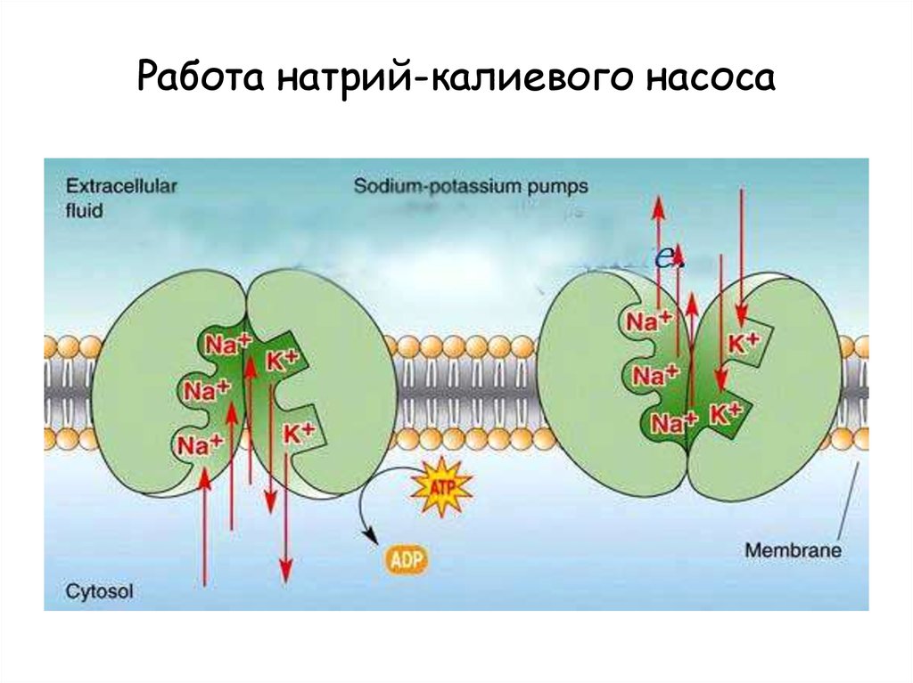 Калий натриевый насос схема