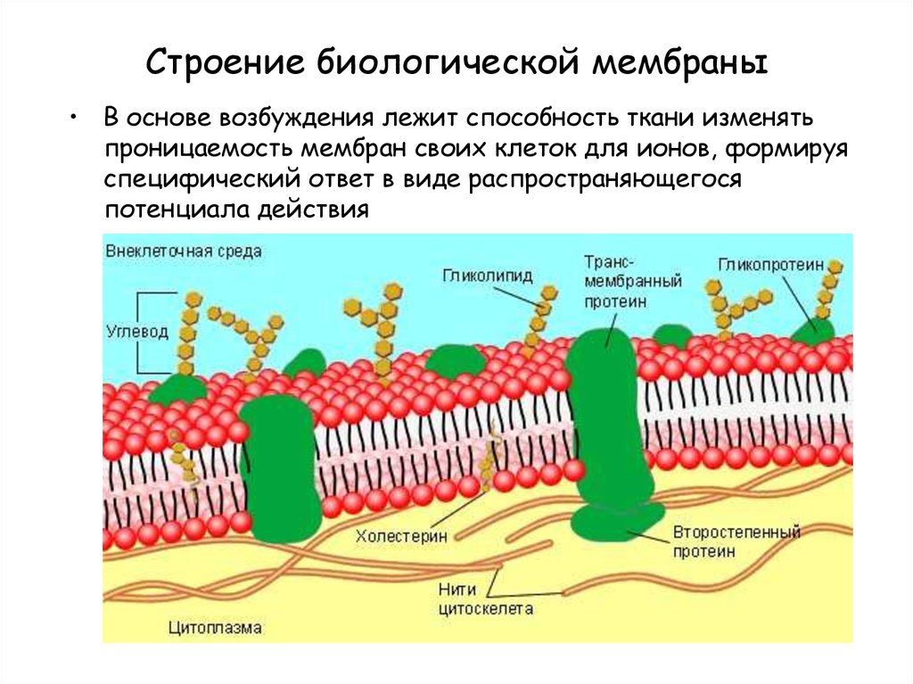 Клетка бактерии клеточная мембрана