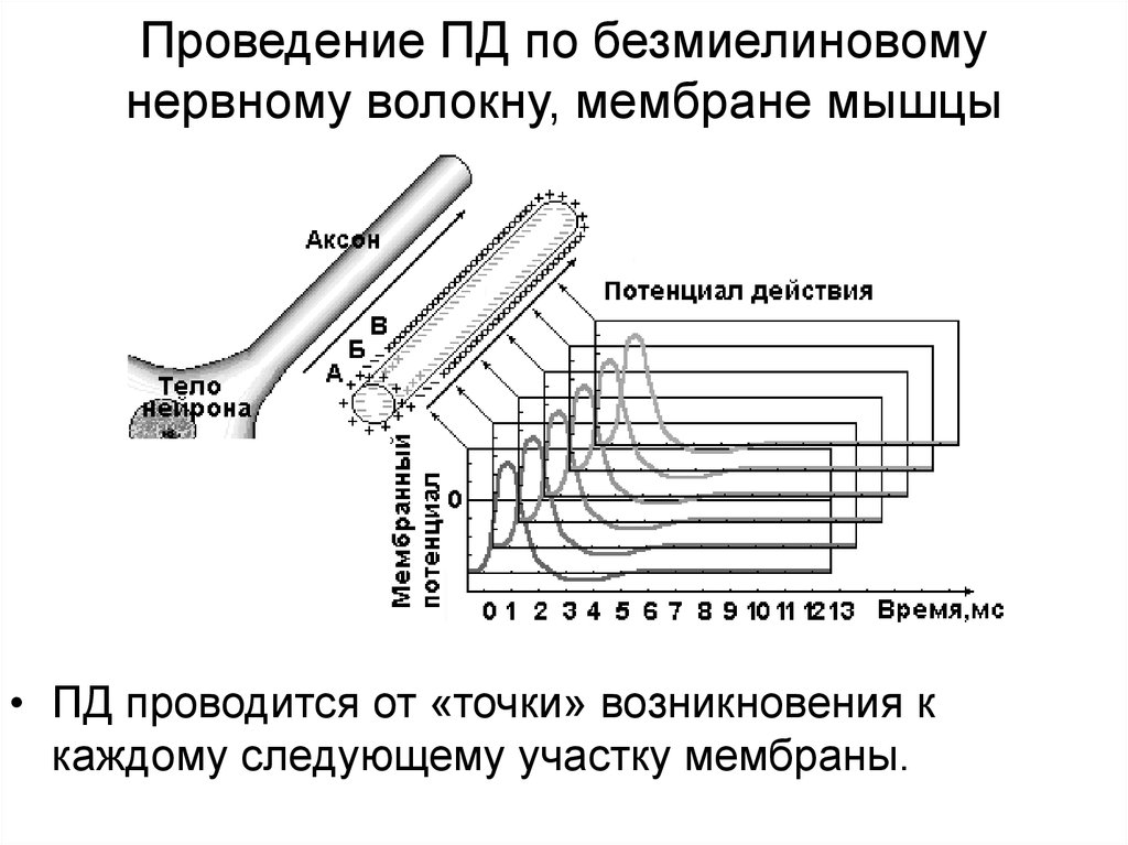 Проведение пд. Проведение потенциала действия по нервным волокнам. Волоконные мембраны. Проведение Пд по безмиелиновому волокну. Динамика электрического потенциала мышечного волокна.