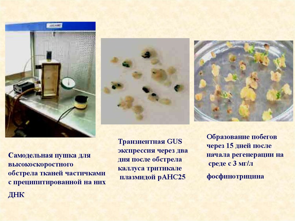 Образование каллуса. Каллус это в биотехнологии.