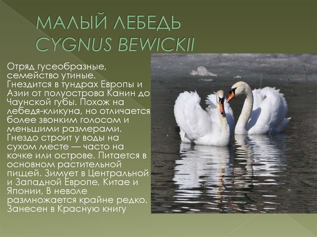 Лебедь какой прилагательные. Малый лебедь (Cygnus bewickii). Малый Тундровый лебедь красная книга. Тундровый лебедь красная книга. Тундровый лебедь описание.