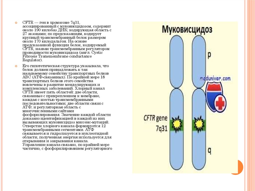 Презентация на тему муковисцидоз