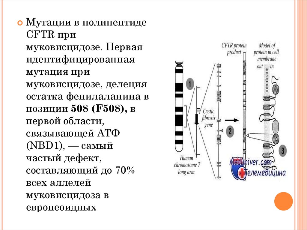 Муковисцидоз презентация по генетике