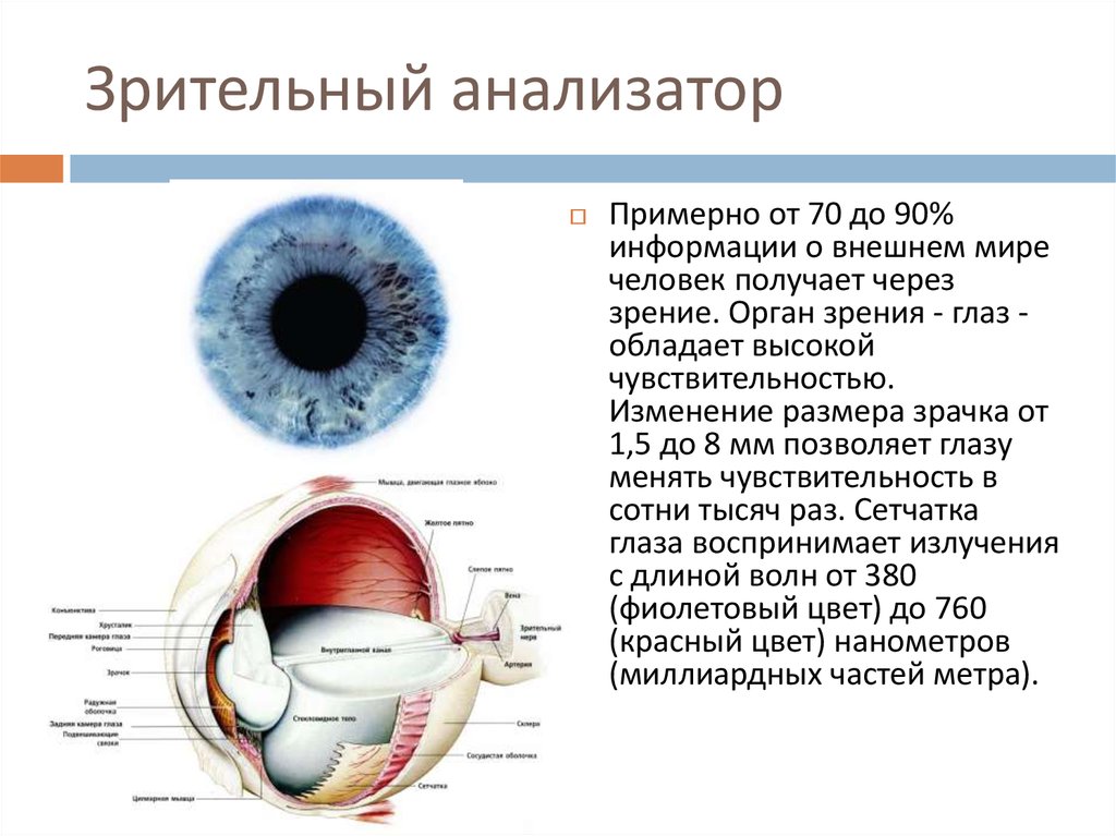 Орган зрения и зрительный анализатор презентация
