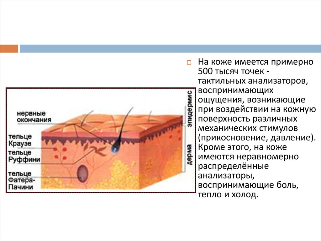 Осязательный анализатор презентация