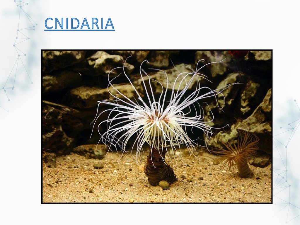 CNIDARIA
