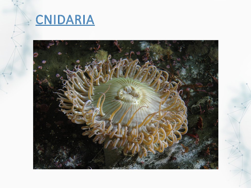 CNIDARIA