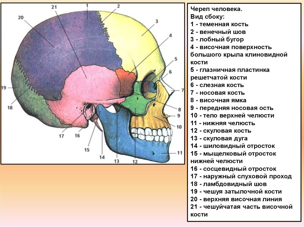 Соединение теменной кости и затылочной. Кости черепа теменная кость анатомия. Строение черепа спереди и сбоку. Строение костей черепа анатомия костей. Швы черепа анатомия теменная кость.