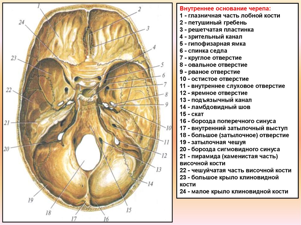Мозговое основание черепа. Наружное основание черепа строение анатомия. Внутреннее основание черепа анатомия. Черепные ямки внутреннего основания черепа. Внутренняя поверхность основания черепа анатомия.
