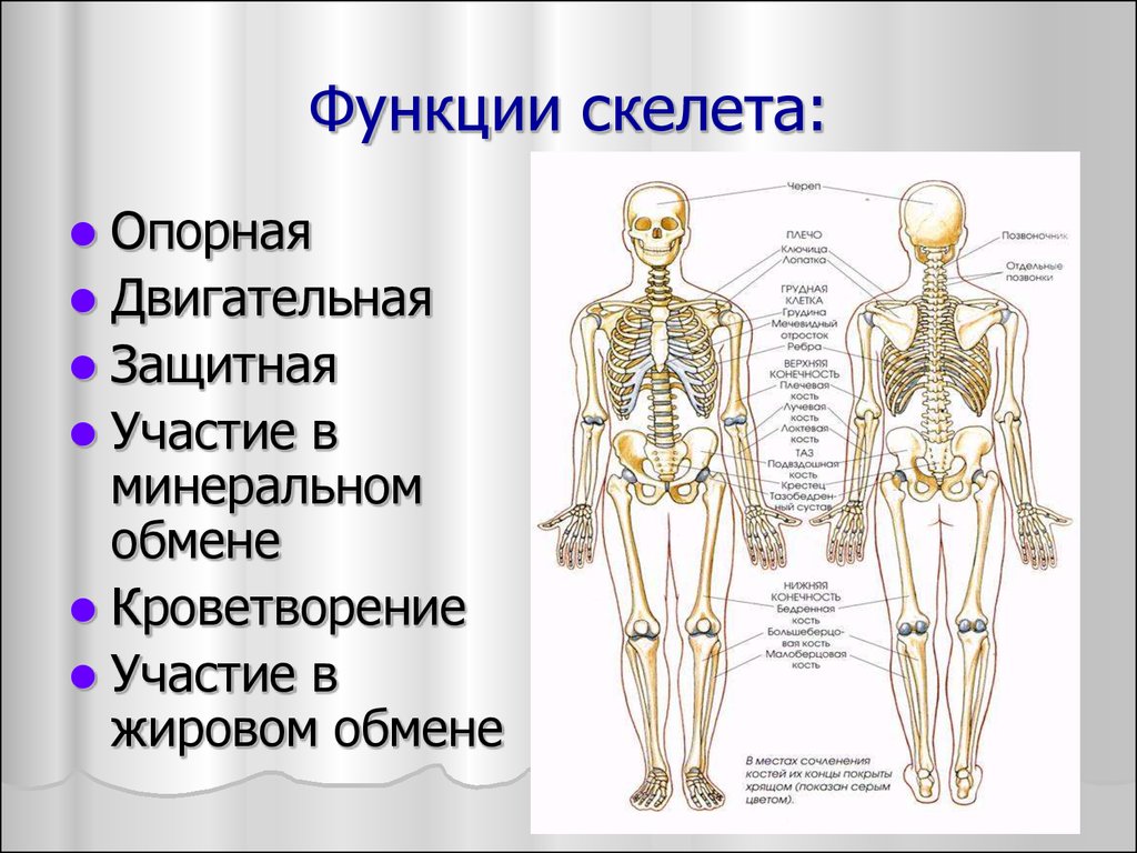 Какой скелет у костных. Анатомия опорно двигательная система скелет. Схема функции опорно двигательной системы. Опорно двигательная система кости скелета. Строение отделы функции скелета.