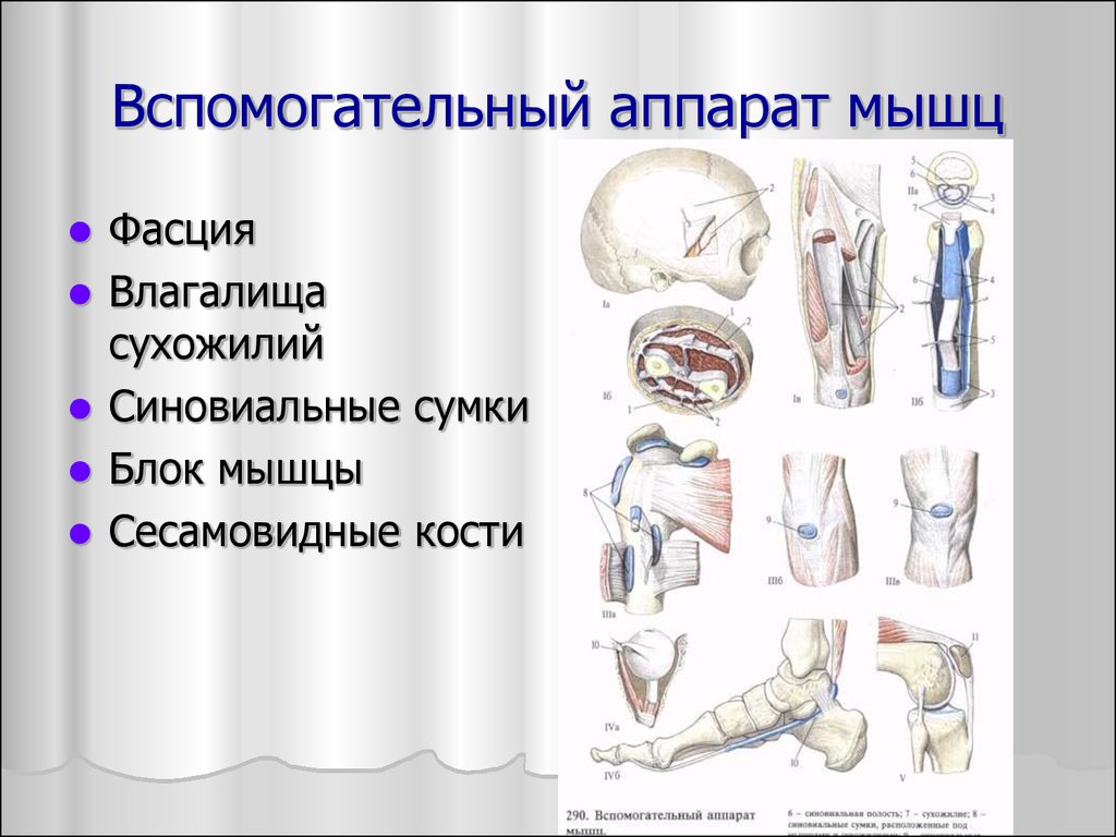 Вспомогательные мышцы. Вспомогательный аппарат скелетных мышц. Вспомогательный аппарат мышц функции. Вспомогательный аппарат мышц сесамовидные кости. Вспомогательный аппарат мышц костные и фиброзные блоки.