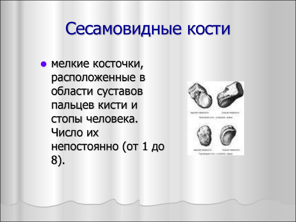 Сесамовидные кости. Губчатые сесамовидные кости. Гороховидная кость сесамовидная. Сесамовидные кости относятся. Сесамовидные кости анатомия.