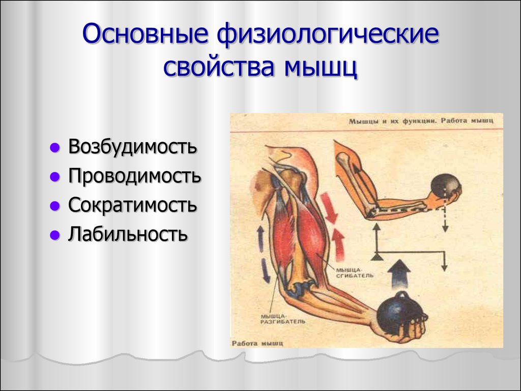 Мышечная сократимость нервная возбудимость