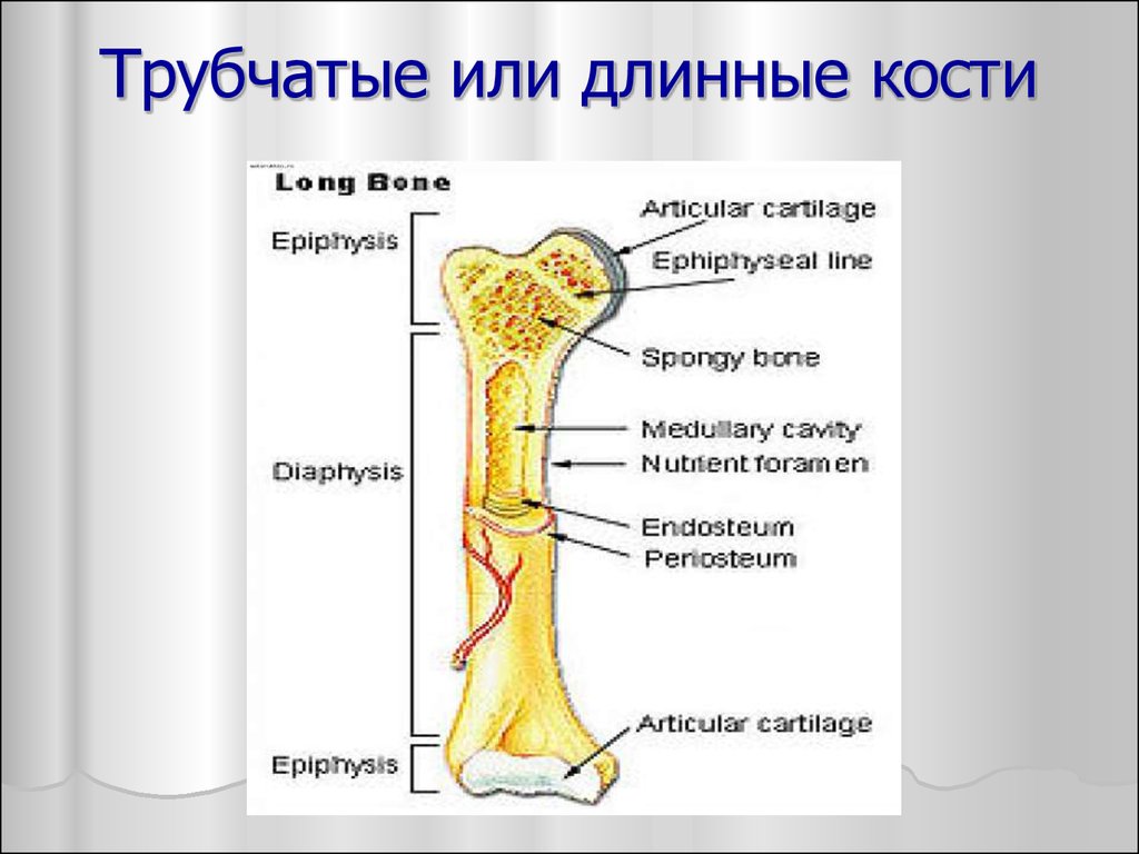 Назовите длинные кости. Строение длинной трубчатой кости анатомия. Длинная трубчатая кость анатомия. Строение длинных трубчатых костей. Длинная трубчатая кость строение.