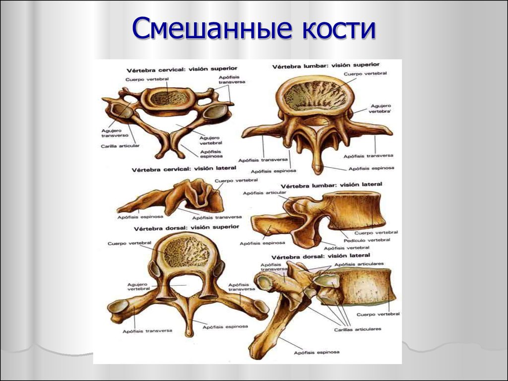 Кости в машине это