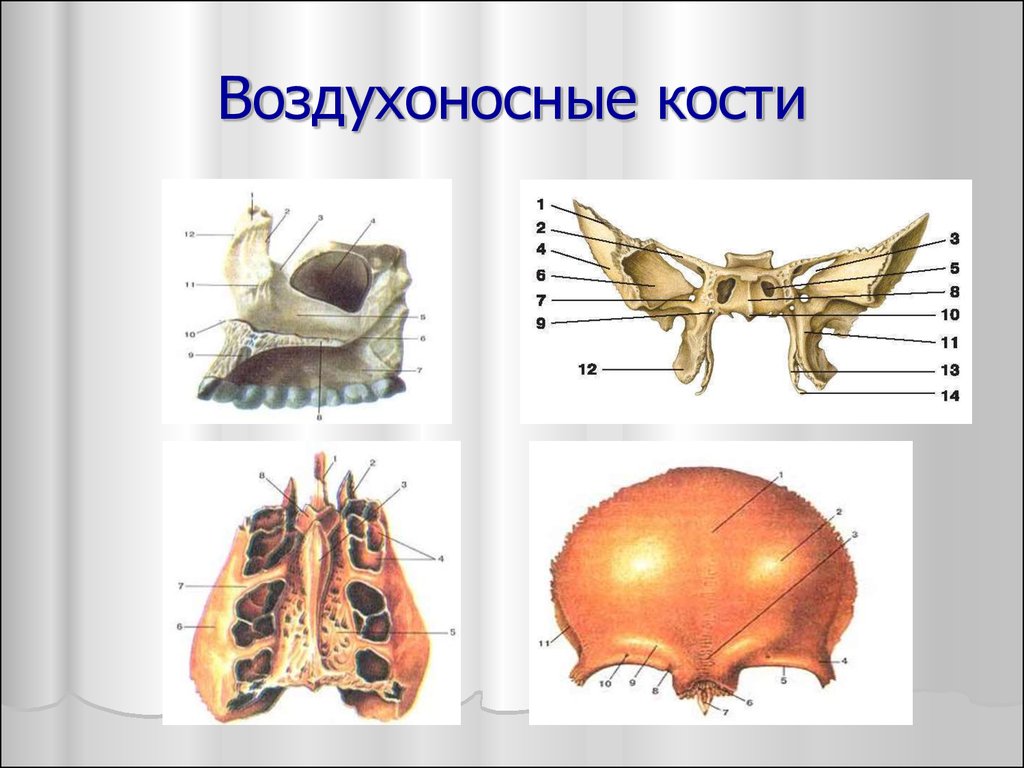 Воздухоносные полости в трубчатых костях